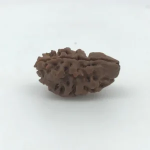 2 mukhi rudraksha nepali