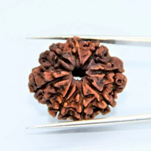 8 mukhi nepali rudraksha