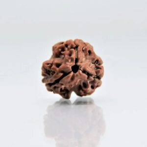 3 mukhi rudraksha nepali