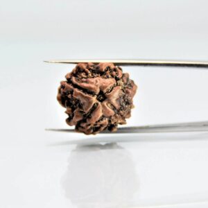 4 mukhi nepali rudraksha