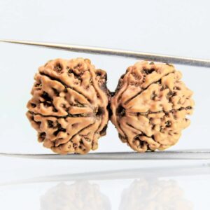 gaurishankar rudraksha nepali